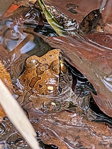 Giant Barred Frog