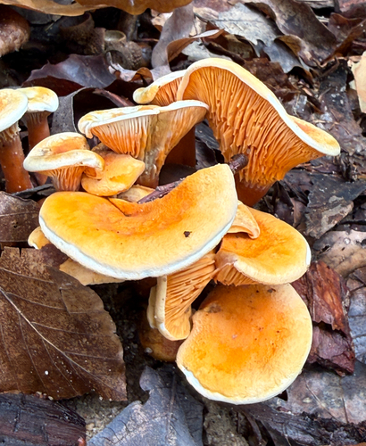 False Chanterelle