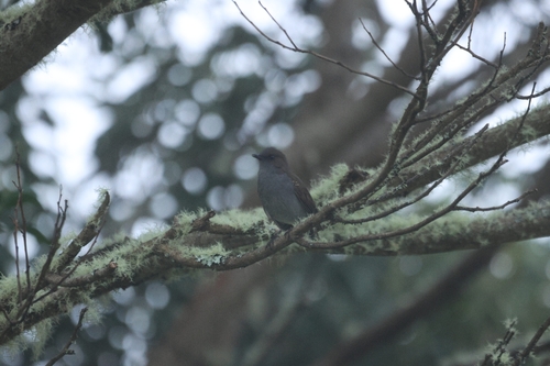 Myadestes obscurus observed 2026-10-09
