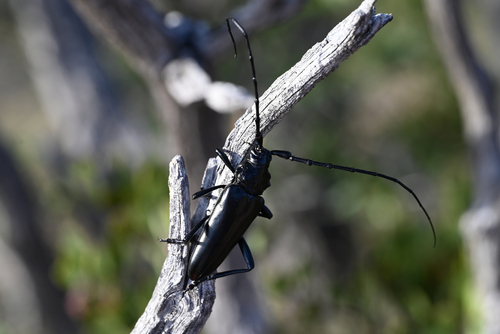 Solitary Black Bycid