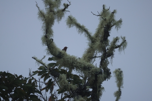 Himatione sanguinea, 2026-10-09