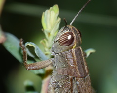 Eyprepocnemidinae