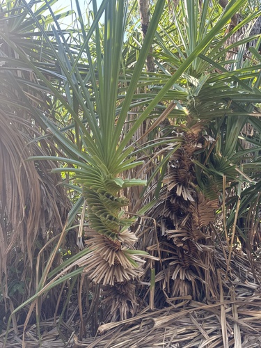 Pandanus spiralis observed 2026-10-12