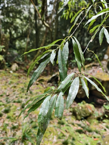 Litsea cubeba observed 2026-10-12