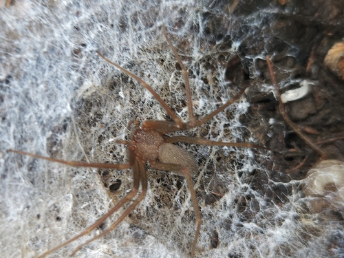 Mediterranean recluse