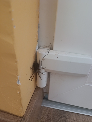Radiated Wolf Spider