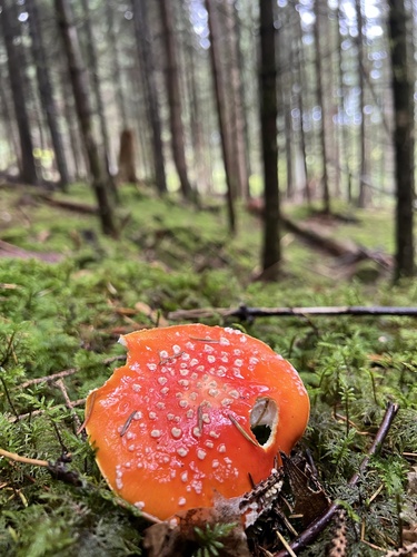 Fly Agaric