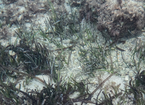 Cymodocea nodosa observed 2026-10-05