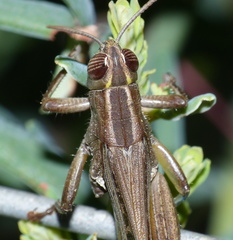 Eyprepocnemidinae