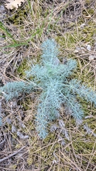 Seseli dichotomum