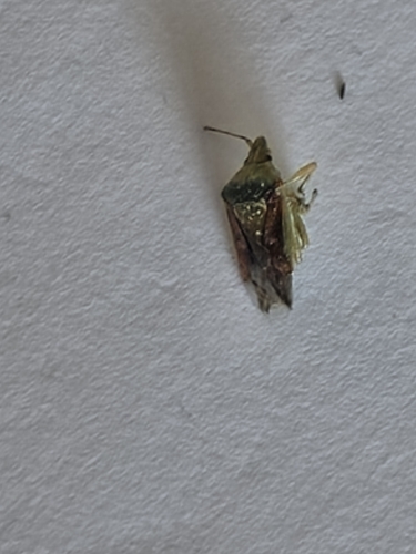 Juniper Shield Bug
