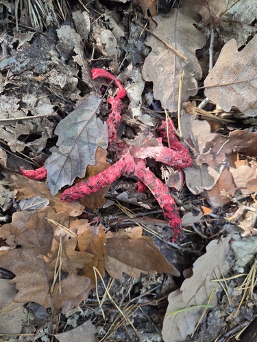 devil's-fingers