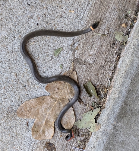 Ring-necked Snake