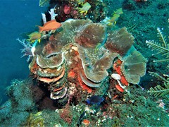Tridacninae