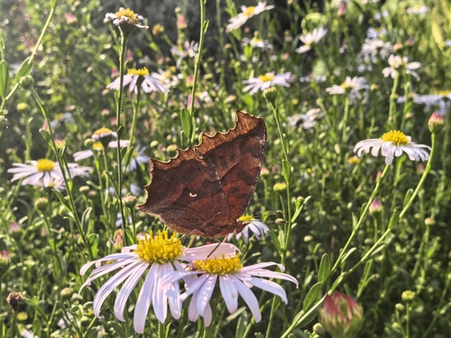 Asian Comma