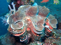 Tridacninae