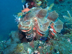 Tridacninae