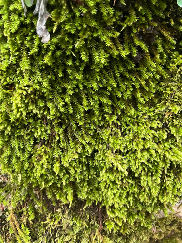 Rambling Tail-moss