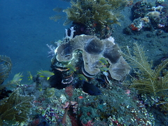 Tridacninae