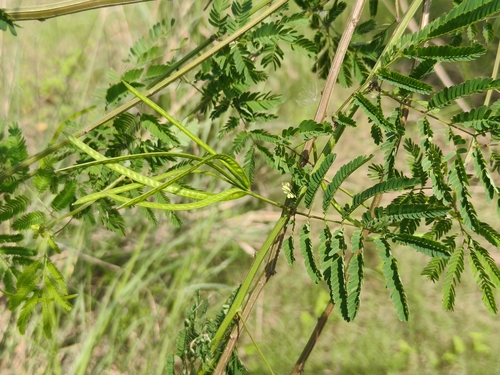 Desmanthus virgatus observed 2026-10-12