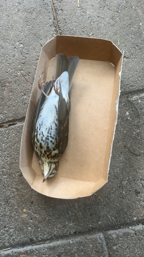 Song Thrush