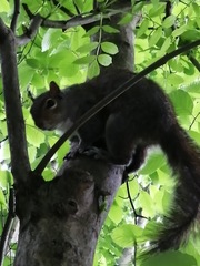 Sciurus carolinensis
