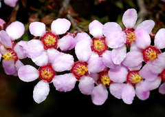Euryomyrtus ramosissima ramosissima