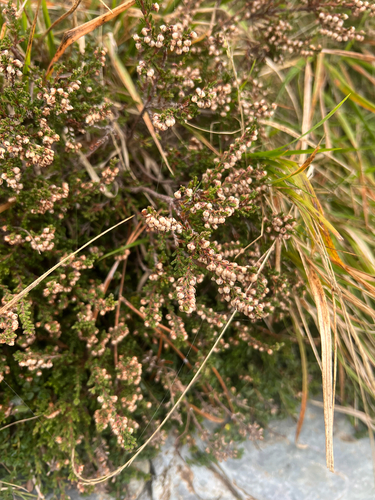 common heather