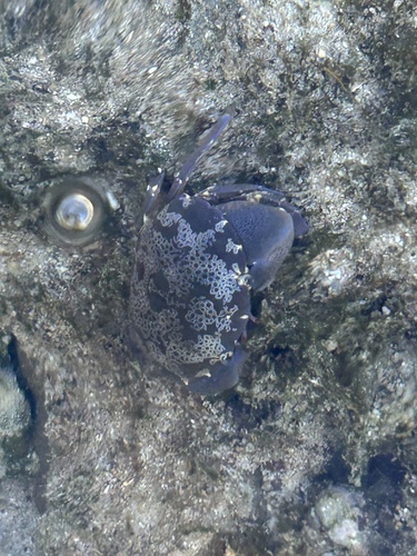 Atergatis floridus observed 2026-10-04