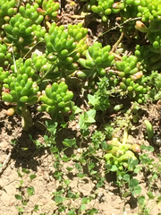 Sedum × rubrotinctum