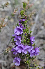 Prostanthera decussata