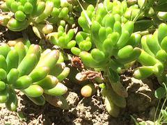 Sedum × rubrotinctum
