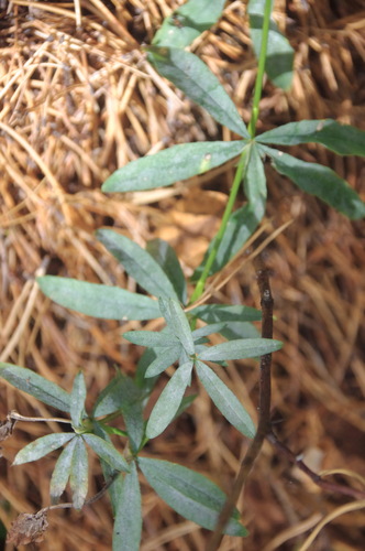 Pentaphyllus, 2026-09-26