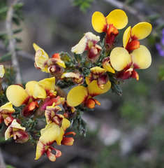 Dillwynia ramosissima