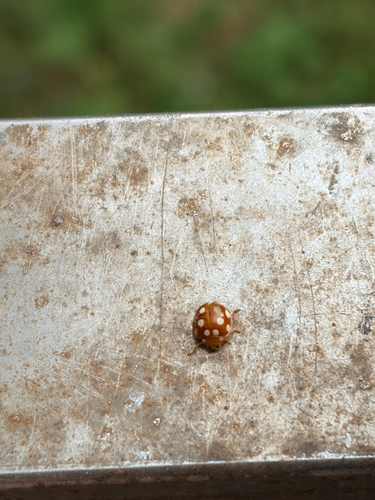 12-spot ladybird