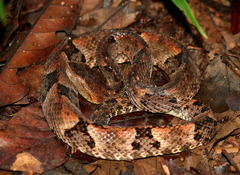 Bothrops oligobalius