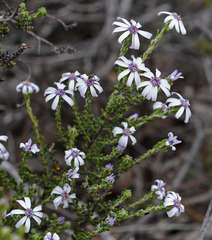 Olearia minor