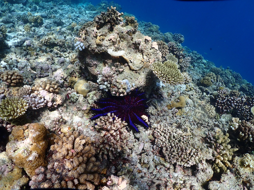 Acanthaster planci observed 2026-10-10