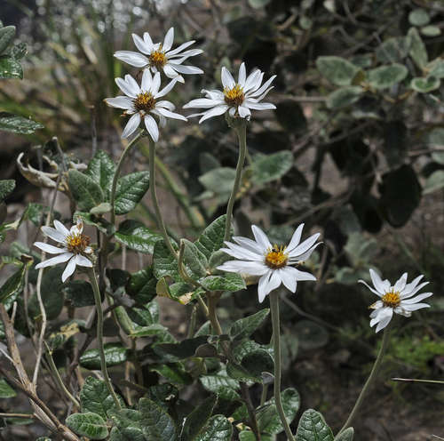 Image of Olearia pannosa by (c) Chris Clarke, some rights reserved (CC BY)