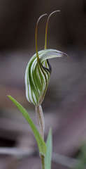 Pterostylis alata