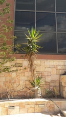 Yucca