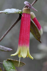 Correa reflexa reflexa