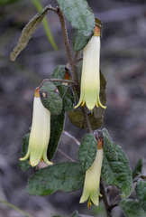 Correa reflexa reflexa