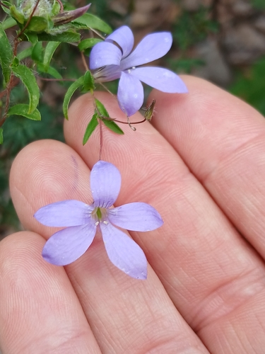 Marianthus drummondianus observed 2026-10-04