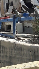 Acridotheres tristis