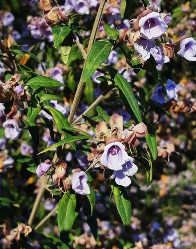 Prostanthera ovalifolia, 2026-09-29