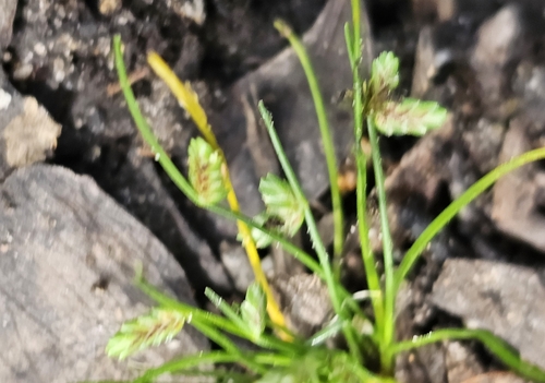 Isolepis levynsiana observed 2026-10-12