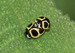 Oenopia sauzeti