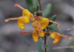 Grevillea chrysophaea