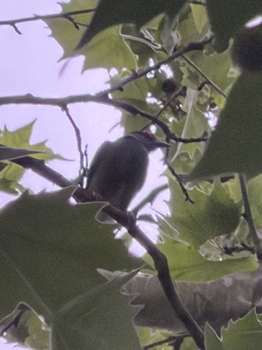 Australasian Figbird